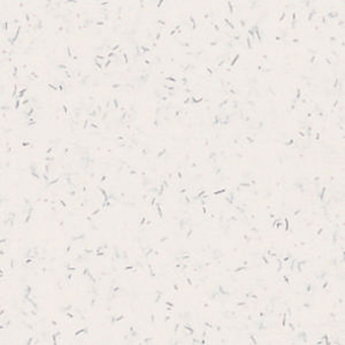 Passe-partout - ARTIQUE - Feather White - A4904